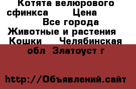 Котята велюрового сфинкса. .. › Цена ­ 15 000 - Все города Животные и растения » Кошки   . Челябинская обл.,Златоуст г.